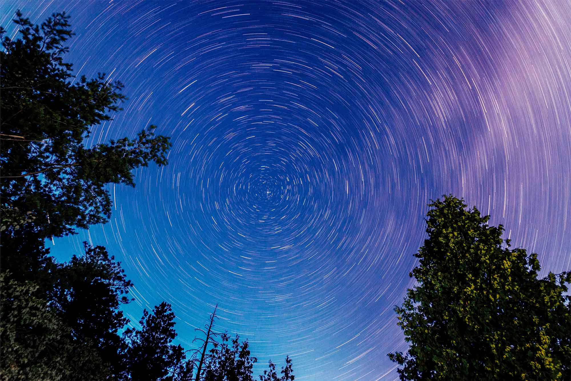 Meditazione dell’Albero