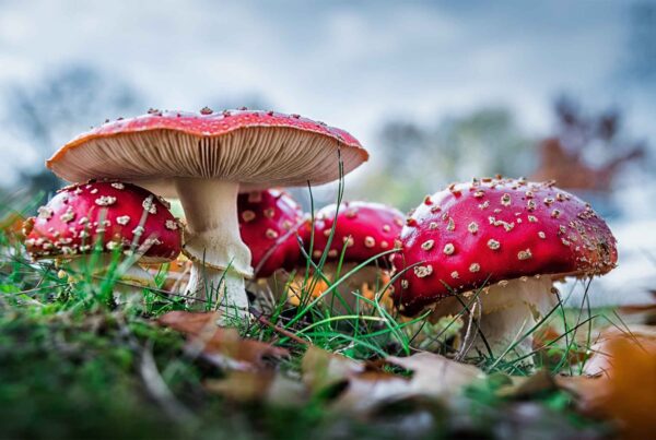 Primo piano su funghi rossi