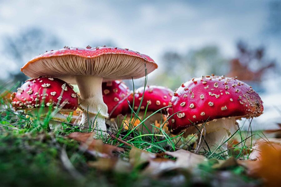 Primo piano su funghi rossi